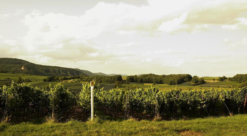 Weinhotel Fritz Walter Niederhorbach エクステリア 写真